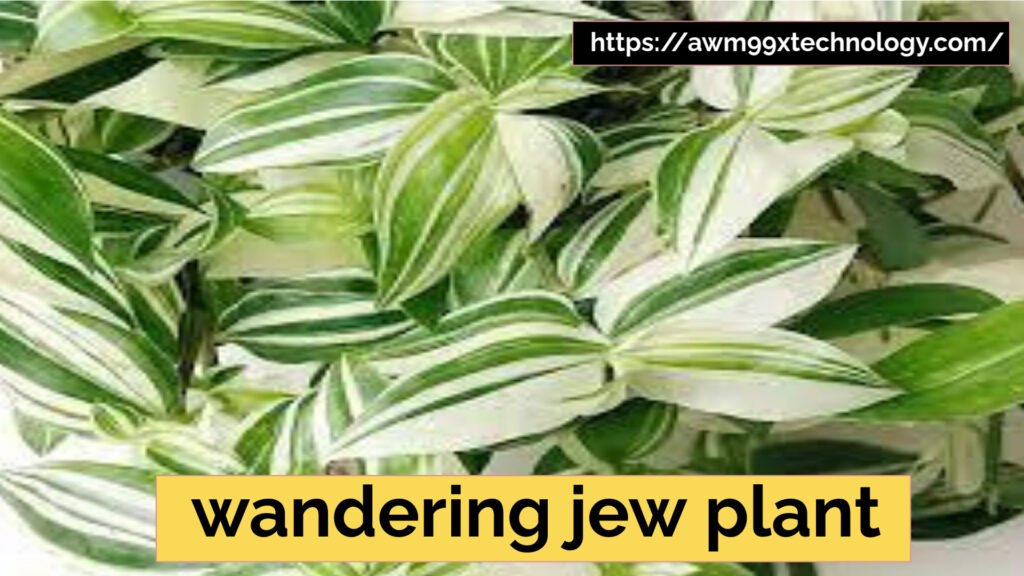 wandering jew plant