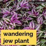 wandering jew plant