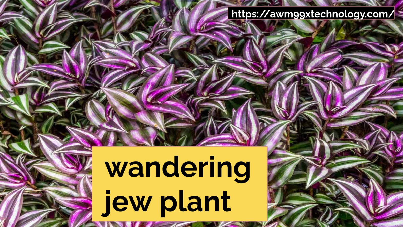 wandering jew plant