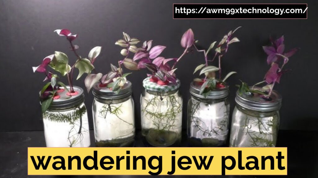 wandering jew plant